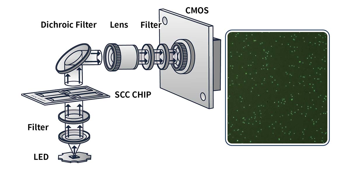 direct-microscopic-somatic-cell-count-procedure