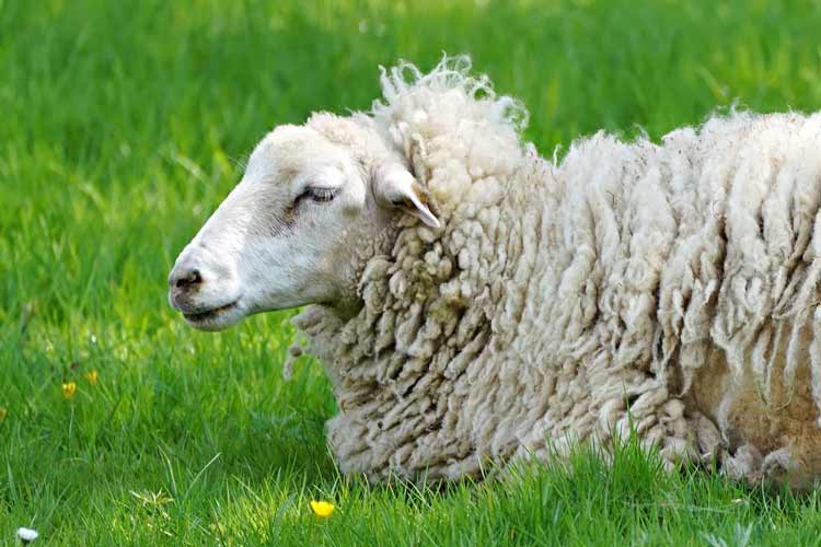 goat-milk-somatic-cell-count-situation-in-usa