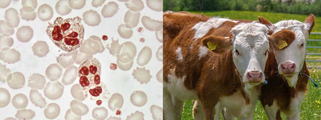 high-somatic-cell-count-in-dairy-cows