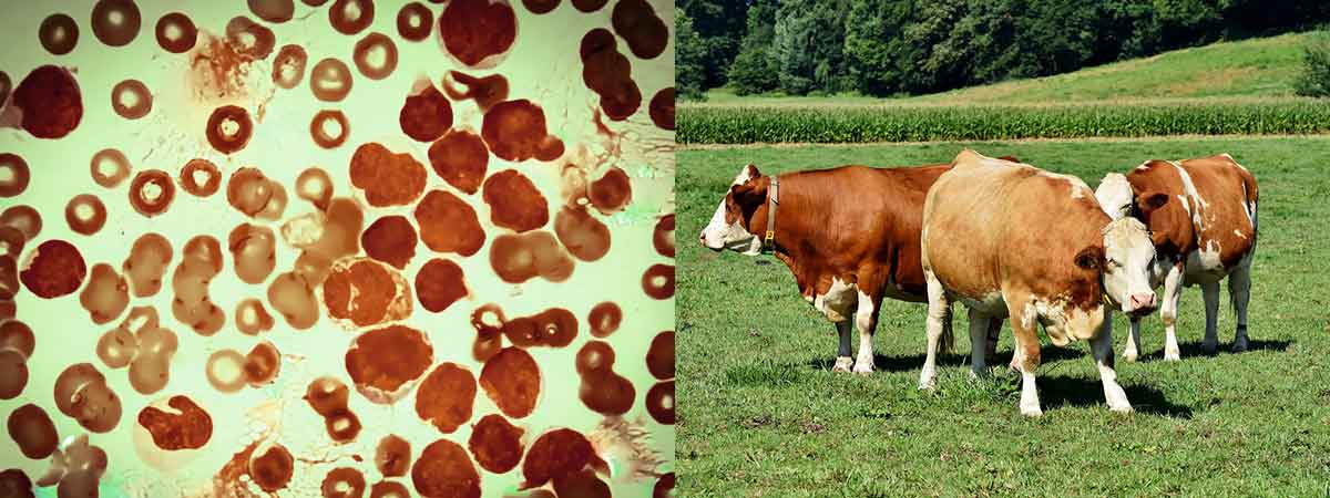 Improving Dairy Outcomes By Benchmarking Linear Score Somatic Cell