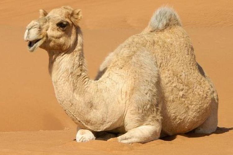 milk-testing-somatic-cell-counts