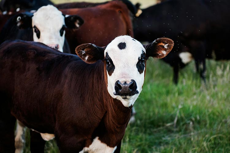 somatic-cell-count-cows