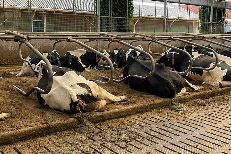 somatic-cell-count-in-mastitis