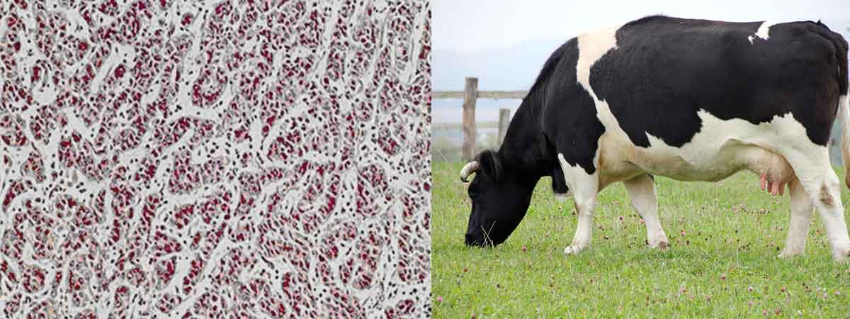 Improving Dairy Outcomes By Benchmarking Linear Score Somatic Cell