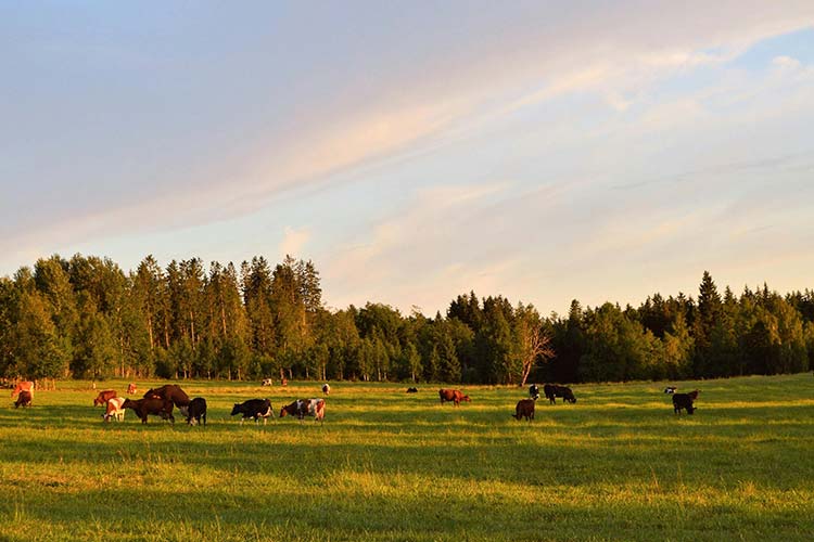 somatic-cell-count-mastitis-control