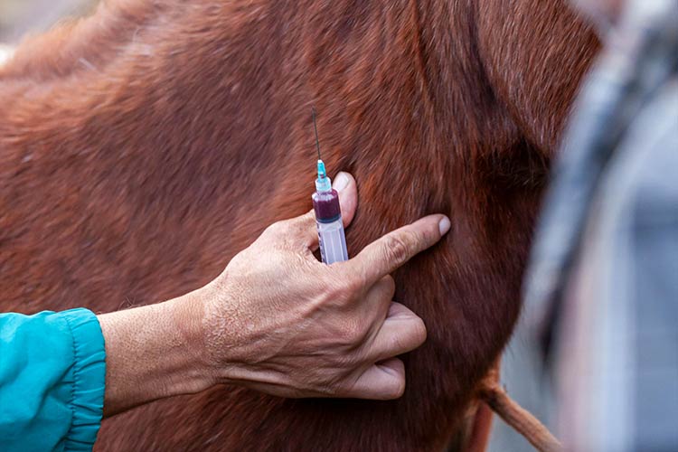 somatic-cell-count-mastitis