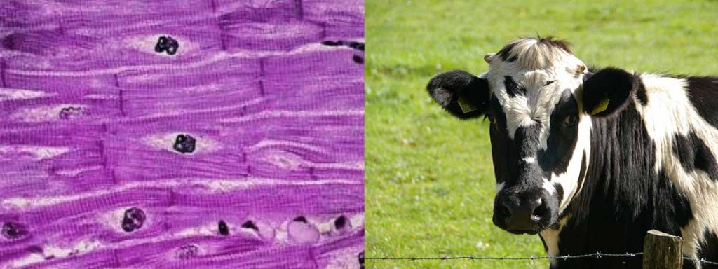 normal-somatic-cell-count-in-cows