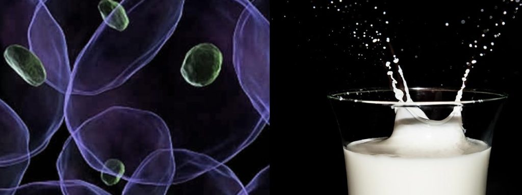 somatic-cell-count-definition