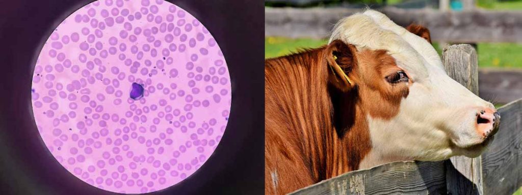 higher-somatic-cell-counts