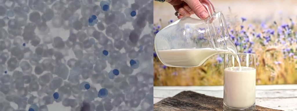 how-to-lower-somatic-cell-count-in-dairy-cows