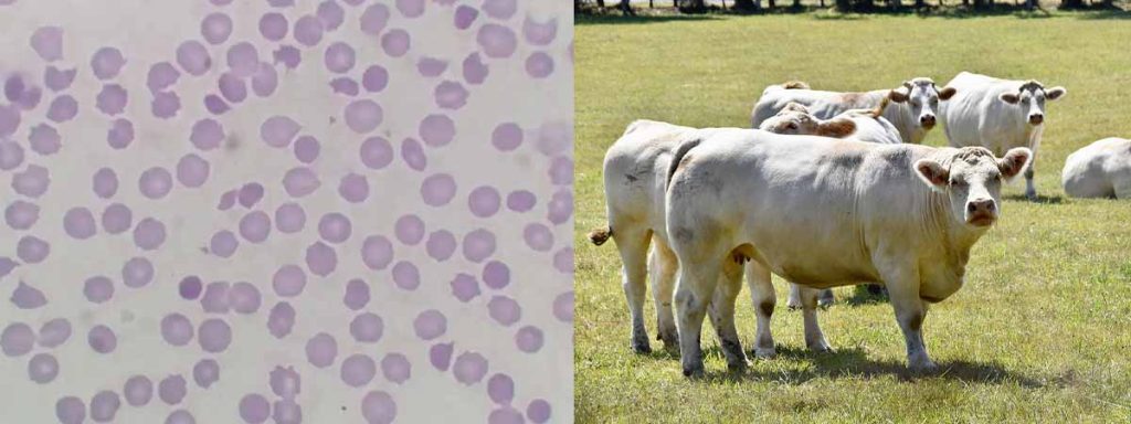 manual-microscopic-somatic-cell-counting-milk