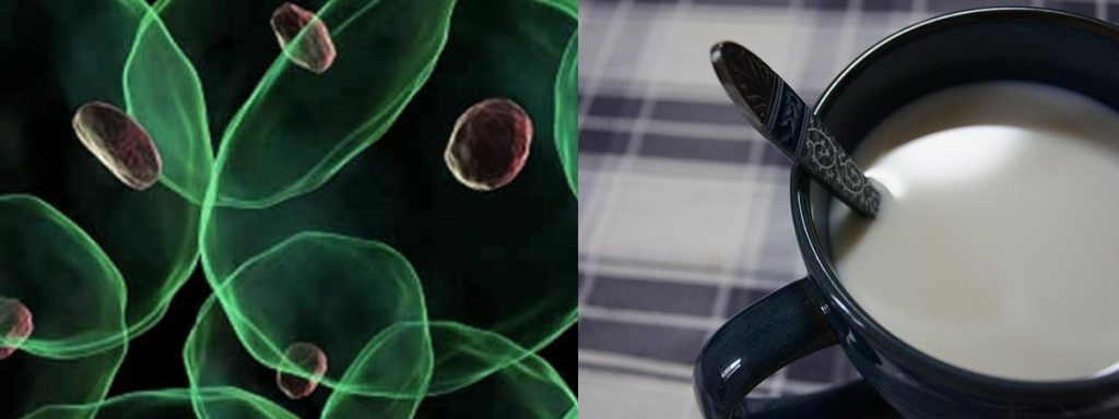 somatic-cell-count-dairy-herds