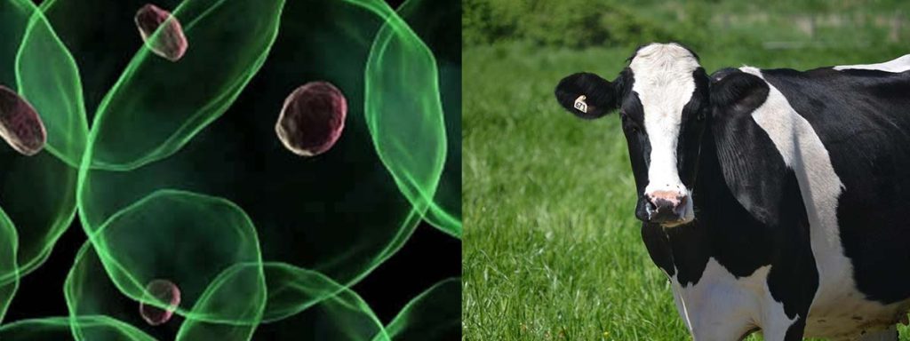 subclinical-mastitis-in-cattle