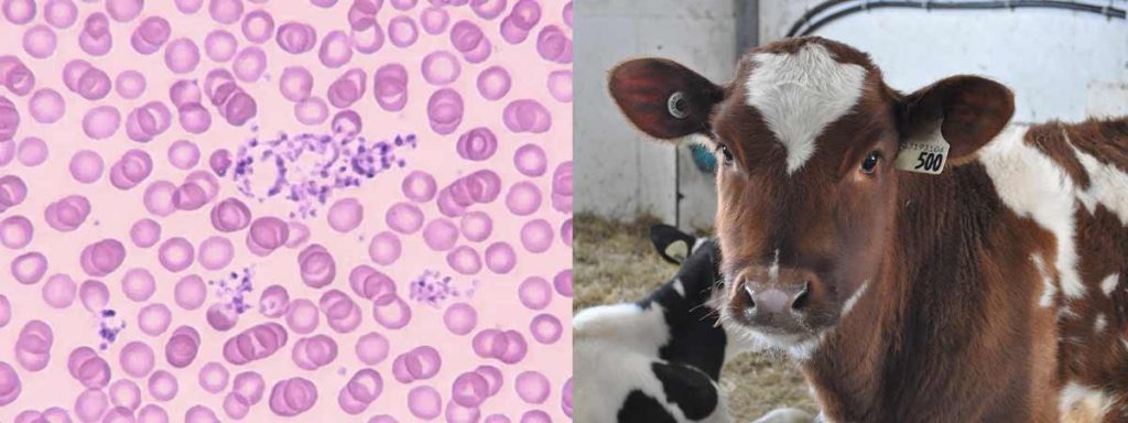 subclinical-mastitis-in-cows