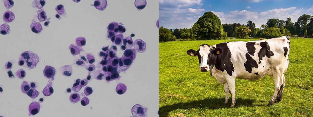 subclinical-mastitis-symptoms