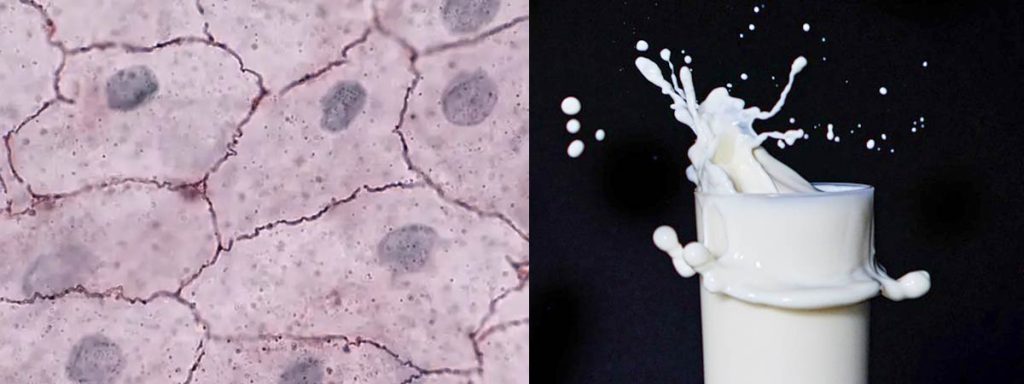 reduces-somatic-cell-count