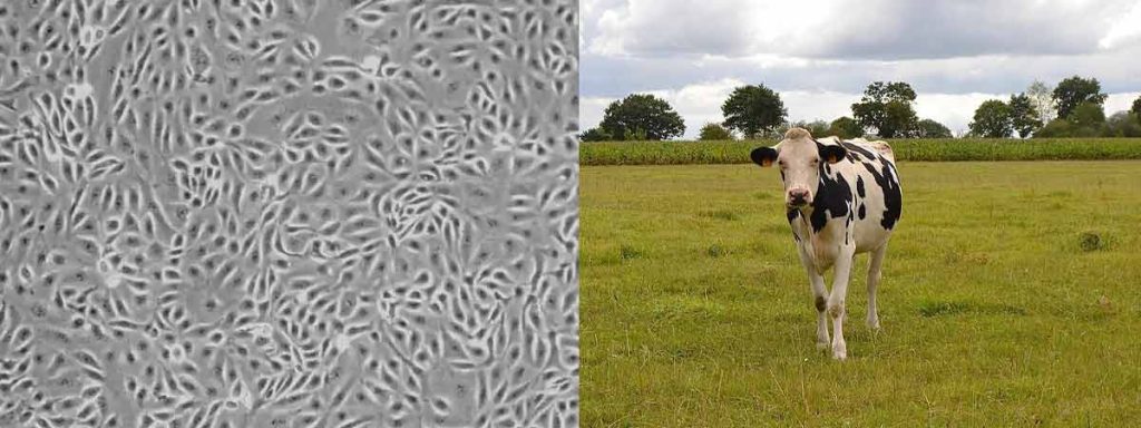 somatic-cell-count-technique-in-milk