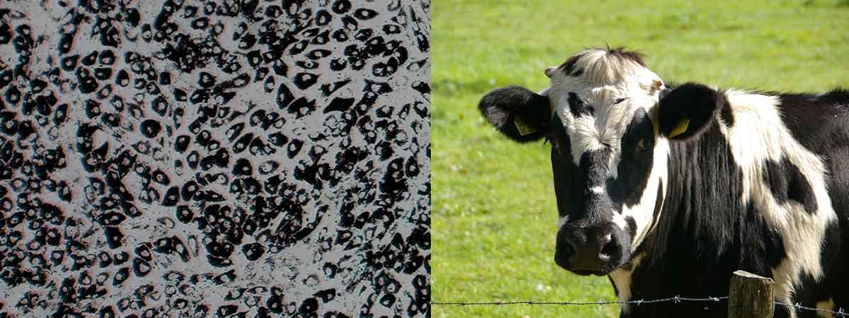 Understanding Somatic Cell Count Reports For Individual Cows Scct
