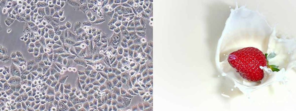 somatic-cell-count-testing