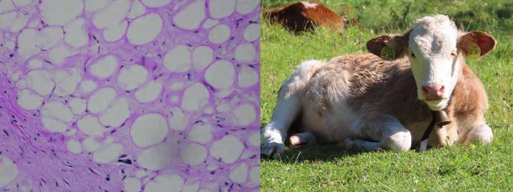 somatic-cell-counts-dairy-industry