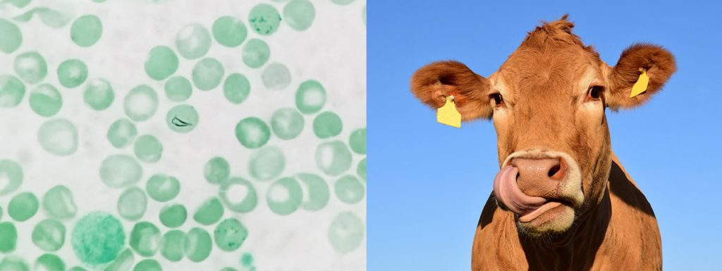 california-mastitis-test-somatic-cell-count