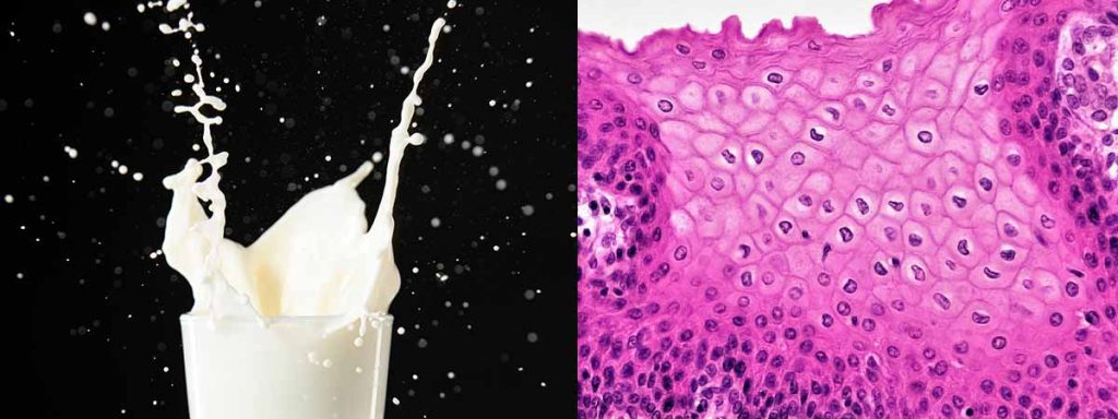 direct-microscopic-somatic-cell-count-guideline
