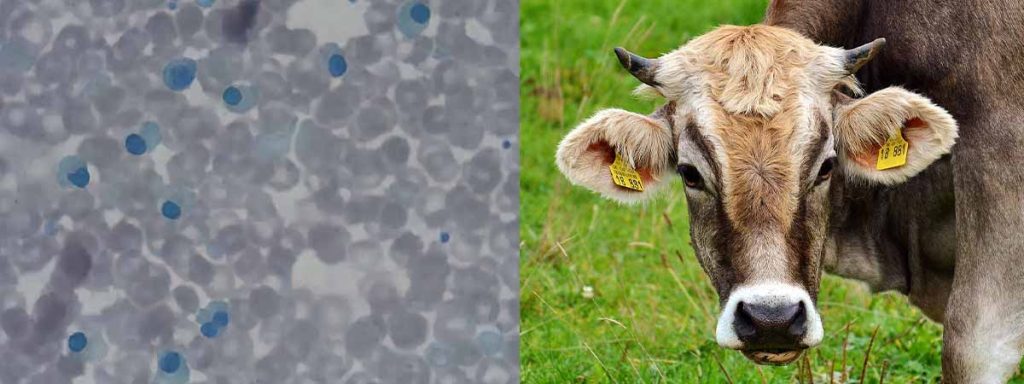 high-somatic-cell-count-in-dairy-cows