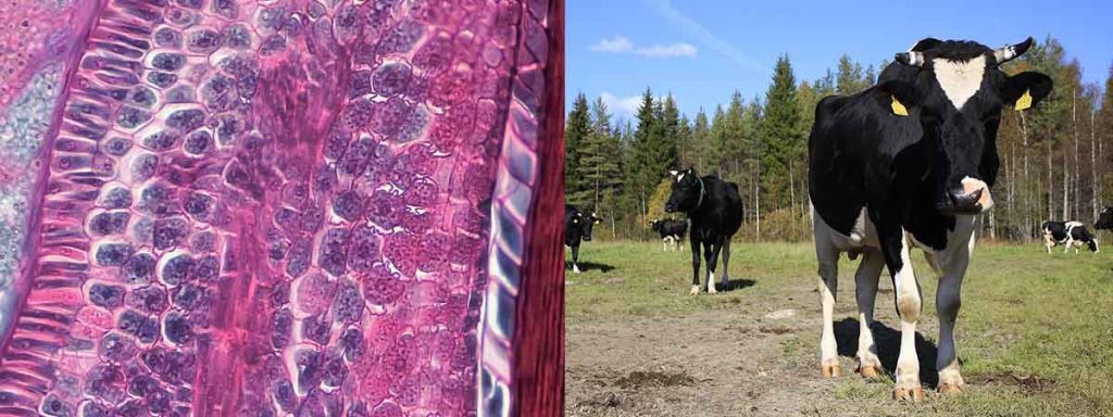 somatic-cell-count-consulting