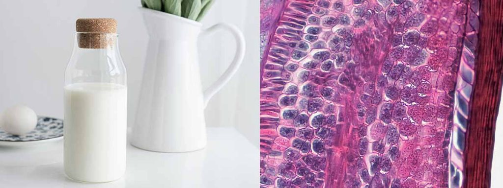 somatic-cell-count-dairy-australia