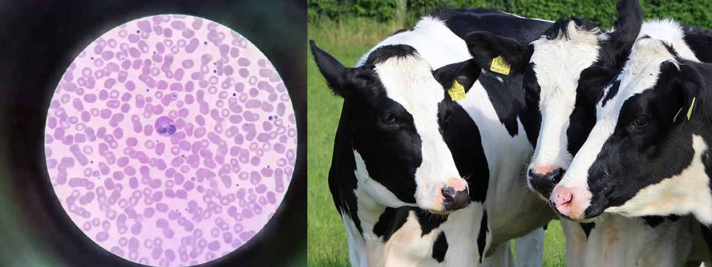 what-causes-somatic-cell-count