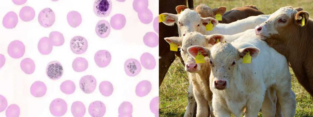 what-does-somatic-cell-count-determine