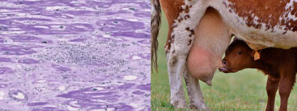 what-indicates-somatic-cell-count