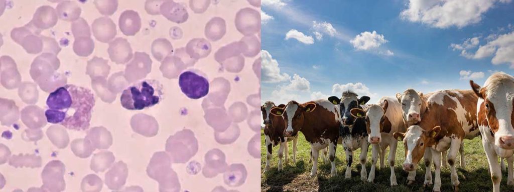 what-is-a-good-somatic-cell-count-for-goat-millk