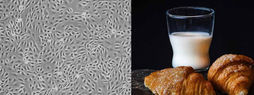 what-is-bulk-tank-somatic-cell-count