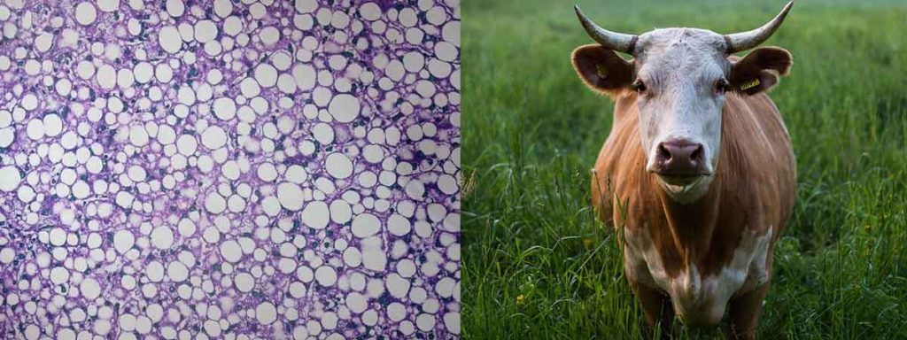 what-is-considered-high-somatic-cell-count-in-sheep