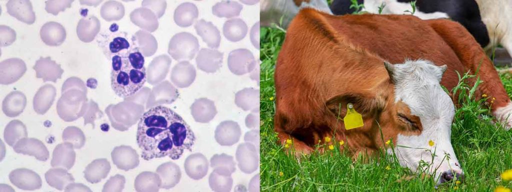 what-is-low-somatic-cell-count