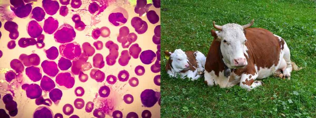 best-antibiotic-for-mastitis-in-cows