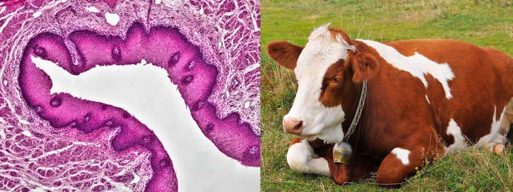 somatic-cell-count-in-milk-in-india