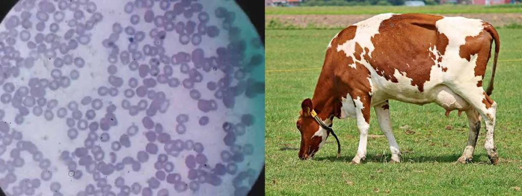 what-does-somatic-cell-mean