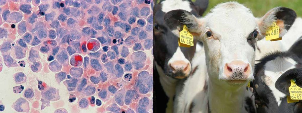 where-do-somatic-cells-come-from