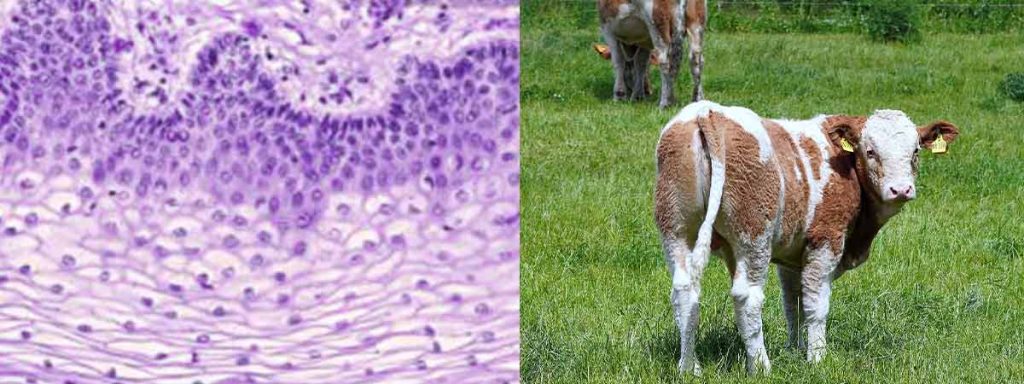 examples-of-somatic-cells