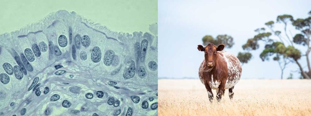 high-cell-count-in-dairy-cows