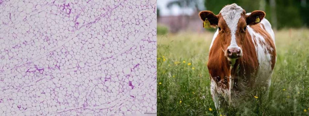 how-are-somatic-cells-produced