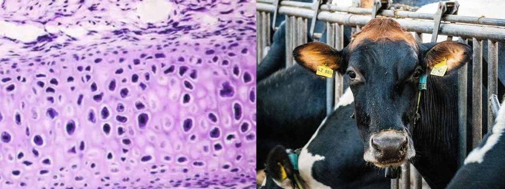 somatic-cell-count-in-dairy-cows
