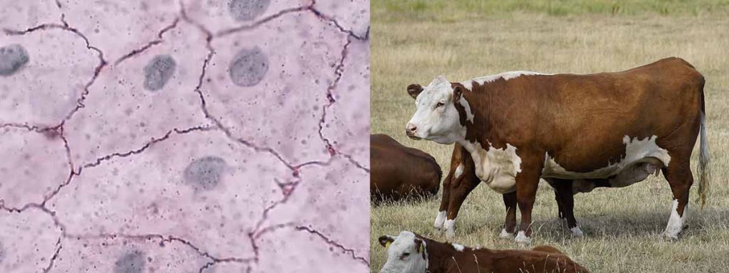 somatic-cell-meaning