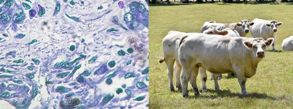 somatic-cells-definition