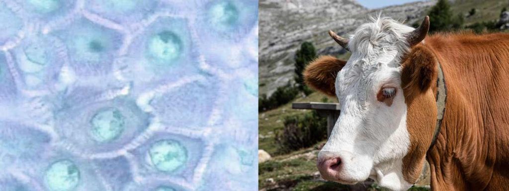 somatic-cells-in-cows-milk