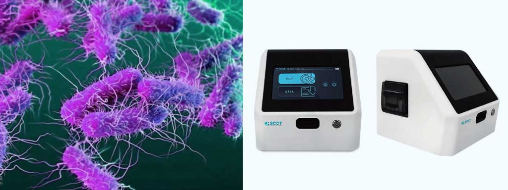 staph-aureus-morphology​