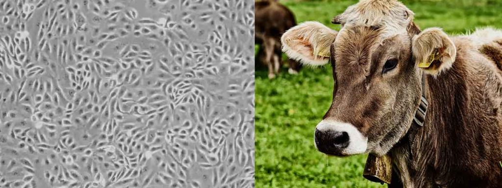 treating-high-cell-count-cows