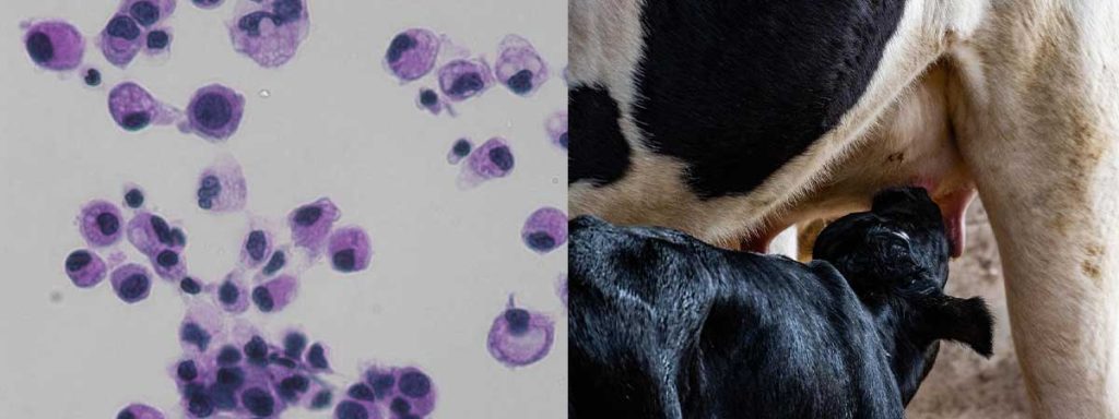 udder-health-solutions